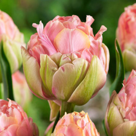 Тюльпан Махровый Quinty Trustfull 12/+ ПРЕМИУМ КАЧЕСТВО Тюльпан Махровый Quinty Trustfull 12/+ ПРЕМИУМ КАЧЕСТВО