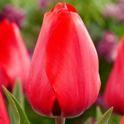 Тюльпан Тріумф Red Soldier розмір 12/+ ПРЕМІУМ ЯКІСТЬ Тюльпан Тріумф Red Soldier розмір 12/+ ПРЕМІУМ ЯКІСТЬ