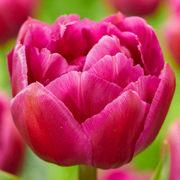 Тюльпан Махровый Respectable 12/+ ПРЕМИУМ КАЧЕСТВО Тюльпан Махровый Respectable 12/+ ПРЕМИУМ КАЧЕСТВО