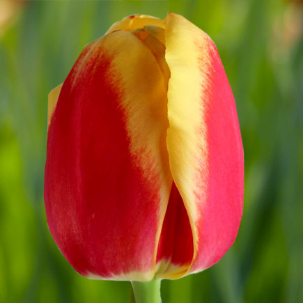 Тюльпан Триумф Roman Power 12/+ ПРЕМИУМ КАЧЕСТВО Тюльпан Триумф Roman Power 12/+ ПРЕМИУМ КАЧЕСТВО