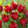 Тюльпан Махровый Scarlet Verona 12/+ ПРЕМИУМ КАЧЕСТВО