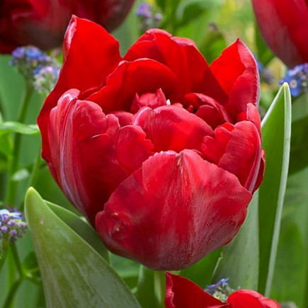 Тюльпан Махровый Scarlet Verona 12/+ ПРЕМИУМ КАЧЕСТВО