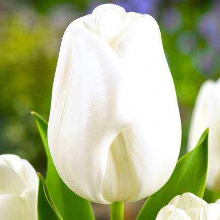 Тюльпан Триумф Silver Dollar 12/+ ПРЕМИУМ КАЧЕСТВО Тюльпан Триумф Silver Dollar 12/+ ПРЕМИУМ КАЧЕСТВО