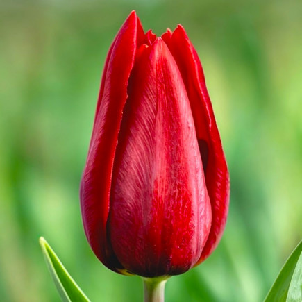 Тюльпан Тріумф Strong Love 12/+ ПРЕМІУМ ЯКІСТЬ Тюльпан Тріумф Strong Love 12/+ ПРЕМІУМ ЯКІСТЬ