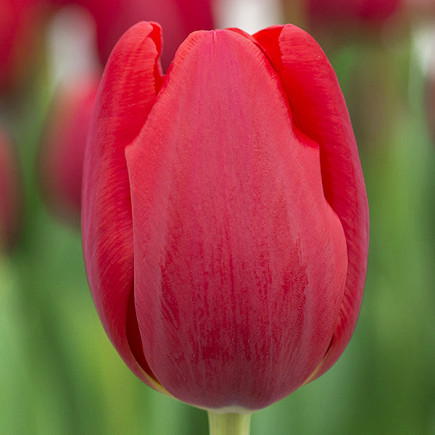 Тюльпан Триумф Surrender 12/+ ПРЕМИУМ КАЧЕСТВО Тюльпан Триумф Surrender 12/+ ПРЕМИУМ КАЧЕСТВО