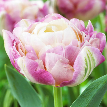 Тюльпан Махровый Sweet Desire 12/+ ПРЕМИУМ КАЧЕСТВО Тюльпан Махровый Sweet Desire 12/+ ПРЕМИУМ КАЧЕСТВО