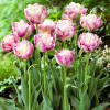 Тюльпан Махровый Sweet Desire 12/+ ПРЕМИУМ КАЧЕСТВО Тюльпан Махровый Sweet Desire 12/+ ПРЕМИУМ КАЧЕСТВО