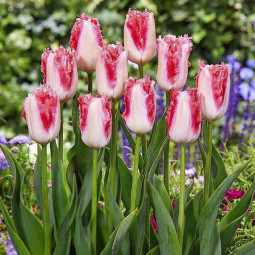 Тюльпан Бахромчатый Sweet Simone 12/+ ПРЕМИУМ КАЧЕСТВО