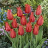 Тюльпан Гигантский Temple of Beauty 12/+ ПРЕМИУМ КАЧЕСТВО
