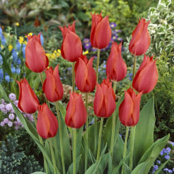 Тюльпан Гигантский Temple of Beauty 12/+ ПРЕМИУМ КАЧЕСТВО Тюльпан Гигантский Temple of Beauty 12/+ ПРЕМИУМ КАЧЕСТВО