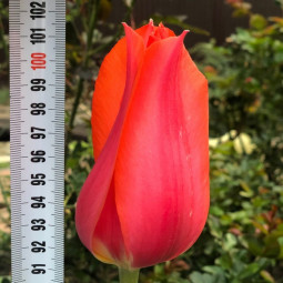 Тюльпан Гигантский Temple of Beauty 12/+ ПРЕМИУМ КАЧЕСТВО Тюльпан Гигантский Temple of Beauty 12/+ ПРЕМИУМ КАЧЕСТВО