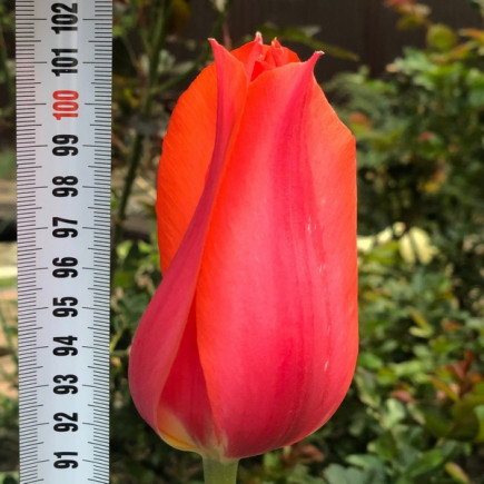 Тюльпан Гигантский Temple of Beauty 12/+ ПРЕМИУМ КАЧЕСТВО