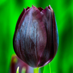 Тюльпан Тріумф Toendra 12/+ ПРЕМІУМ ЯКІСТЬ Тюльпан Тріумф Toendra 12/+ ПРЕМІУМ ЯКІСТЬ