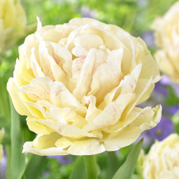 Тюльпан Махровый Piste 12/+ ПРЕМИУМ КАЧЕСТВО Тюльпан Махровый Piste 12/+ ПРЕМИУМ КАЧЕСТВО