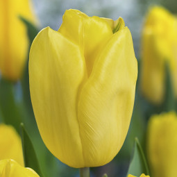 Тюльпан Триумф Strong Gold 12/+ ПРЕМИУМ КАЧЕСТВО