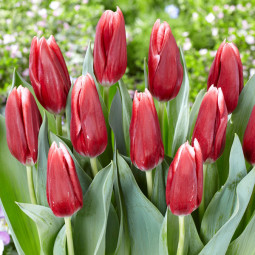 Тюльпан Триумф Vampire 12/+ ПРЕМИУМ КАЧЕСТВО Тюльпан Триумф Vampire 12/+ ПРЕМИУМ КАЧЕСТВО