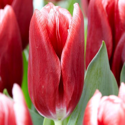 Тюльпан Триумф Vampire 12/+ ПРЕМИУМ КАЧЕСТВО Тюльпан Триумф Vampire 12/+ ПРЕМИУМ КАЧЕСТВО