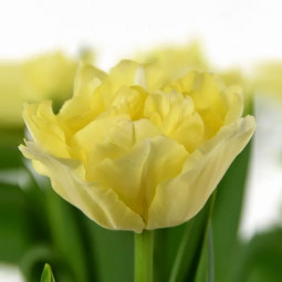 Тюльпан Махровий Verona Ice 12/+ ПРЕМІУМ ЯКІСТЬ Тюльпан Махровий Verona Ice 12/+ ПРЕМІУМ ЯКІСТЬ