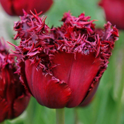 Тюльпан Бахромчатый Versace 12/+ ПРЕМИУМ КАЧЕСТВО