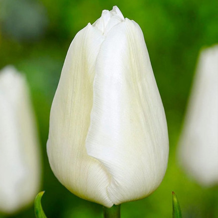 Тюльпан Триумф Agrass White