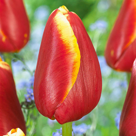 Тюльпаны – яркие вестники весны