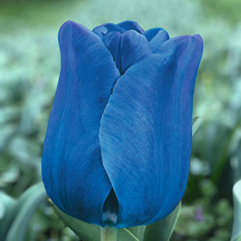 Тюльпан Триумф Blue Aimable