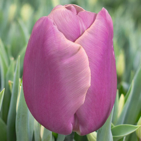 Тюльпан Триумф Holland Beauty
