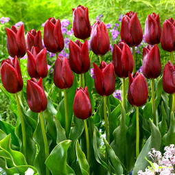 Тюльпан Тріумф National Velvet