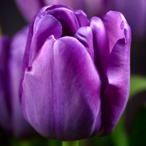 Тюльпан триумф Purple Rain