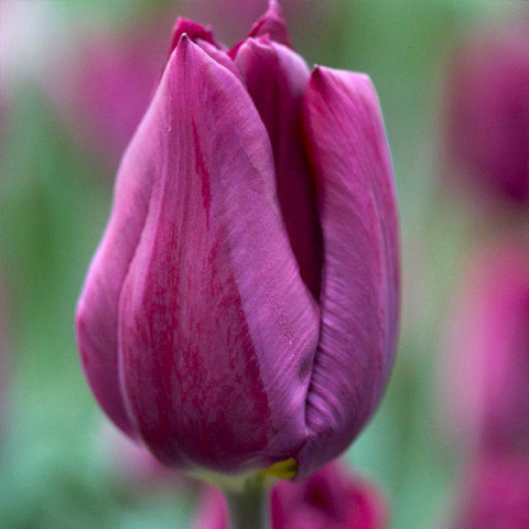 Тюльпан Триумф Purple Dwarf
