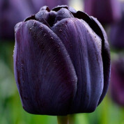 Тюльпаны Чёрные