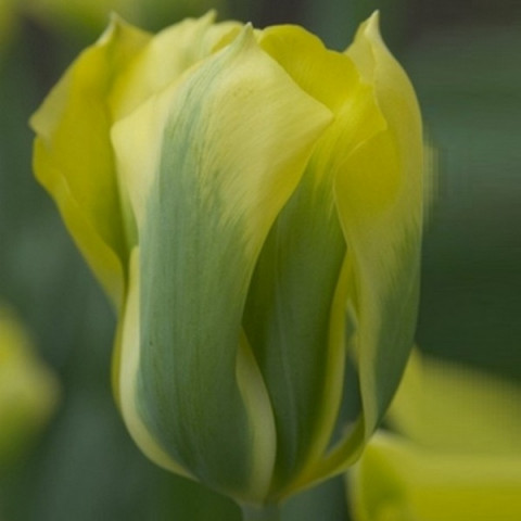 Тюльпан Виридифлора Formosa