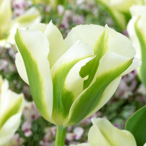 Тюльпани Вірідіфлора Spring Green