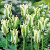 Тюльпан Виридифлора Spring Green (спецпредложение)