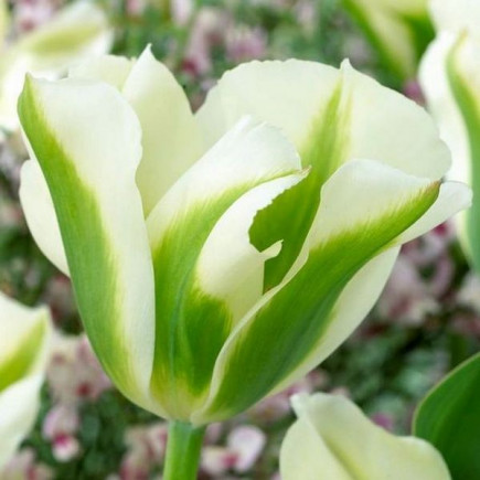 Тюльпан Вірідіфлора Spring Green (спецпропозиція)