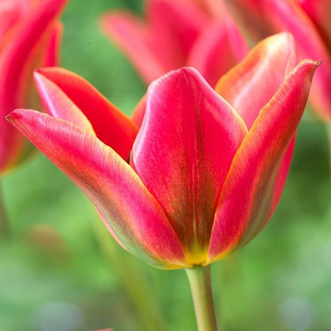 Тюльпан Виридифлора Tricolored Beauty