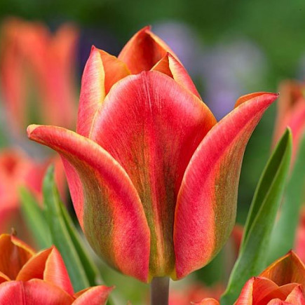 Тюльпан Вірідіфлора Tricolored Beauty