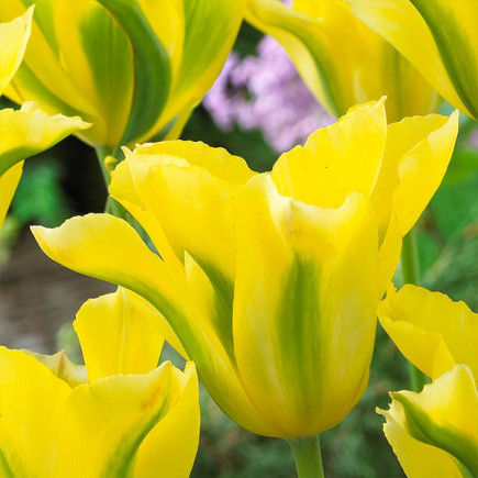 Тюльпан Виридифлора Yellow Springgreen