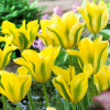 Тюльпан Виридифлора Yellow Springgreen