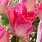 Тюльпани Хвилясті