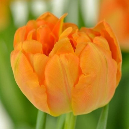 Тюльпан Махровый + Многоцветковый Orca (premium)