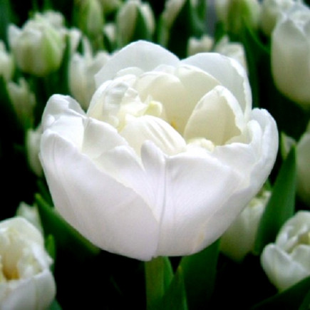 Тюльпан Махровый White Heart (premium)