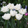 Тюльпан Махровый White Heart (premium)