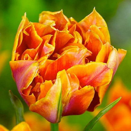 Тюльпан Махровий Willem Van Oranje