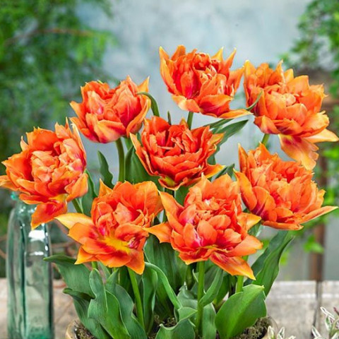 Тюльпан Махровий Willem Van Oranje