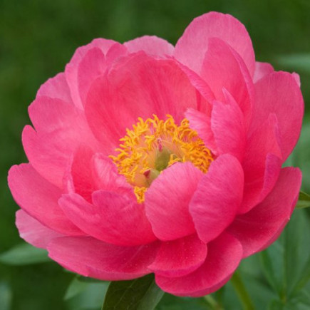 Пион травянистый Cytherea