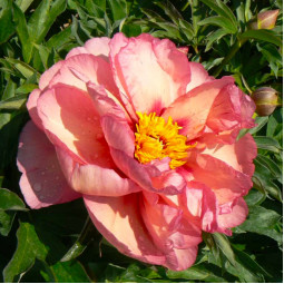 Пион ИТО Old Rose Dandy
