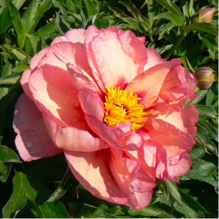 Пион ИТО Old Rose Dandy