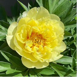 Пион ИТО Smith Family Yellow