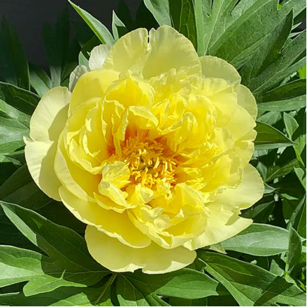 Пион ИТО Smith Family Yellow